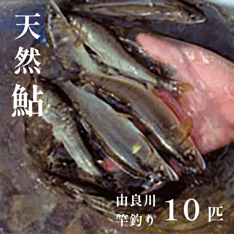 【ふるさと納税】【2024年夏発送】天然生鮎 10匹（約17cm～23cm）【 冷蔵 由良川の竿釣り 由良川漁協 あゆ 鮎 新鮮 魚 さかな 直送 綾部 京都 魚介 川魚 塩焼き 生あゆ 】