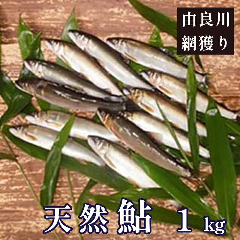 [2024年夏発送] 天然生鮎 約1kg(約15匹〜22匹)[ 由良川の網獲り 由良川漁協 あゆ 鮎 新鮮 魚 さかな 直送 綾部 京都 魚介 川魚 塩焼き 生あゆ ]