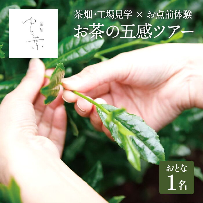 お茶の五感ツアー(大人1名) 見学 体験 茶畑 宇治茶 抹茶 手摘み お抹茶 茶 お茶 飲み比べ 抹茶スイーツ スイーツ[uj-FT005][茶舗ゆと葉]