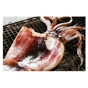 【ふるさと納税】柔らか肉厚のスルメイカ一夜干し 【魚貝類・イカ】