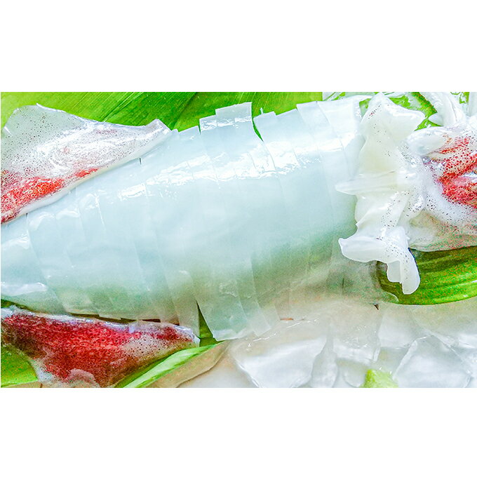 朝どれ 白いか 1kg(3〜6杯)[ 京都産 刺身 OK][ イカ 剣先イカ 肴 人気返礼品 ] [魚貝類・イカ]