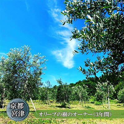 【ふるさと納税】京都宮津 オリーブの樹のオーナー（3年間） 