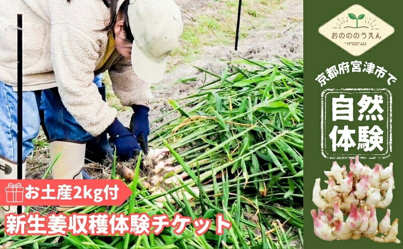 【ふるさと納税】京都府産 生姜 収穫体験 チケット 新生姜 お土産2kg付 栽培期間中 農薬 化学肥料 除草剤不使用　【宮津市】