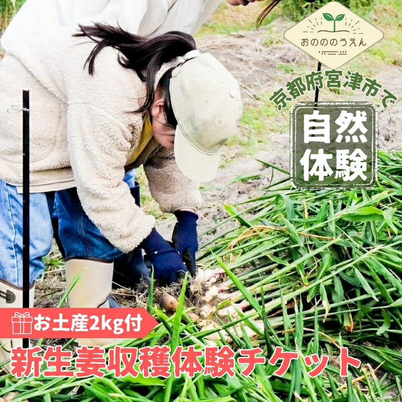 【ふるさと納税】京都府産 生姜 収穫体験 チケット 新生姜 お土産2kg付 栽培期間中 農薬 化学肥料 除草剤不使用　【宮津市】