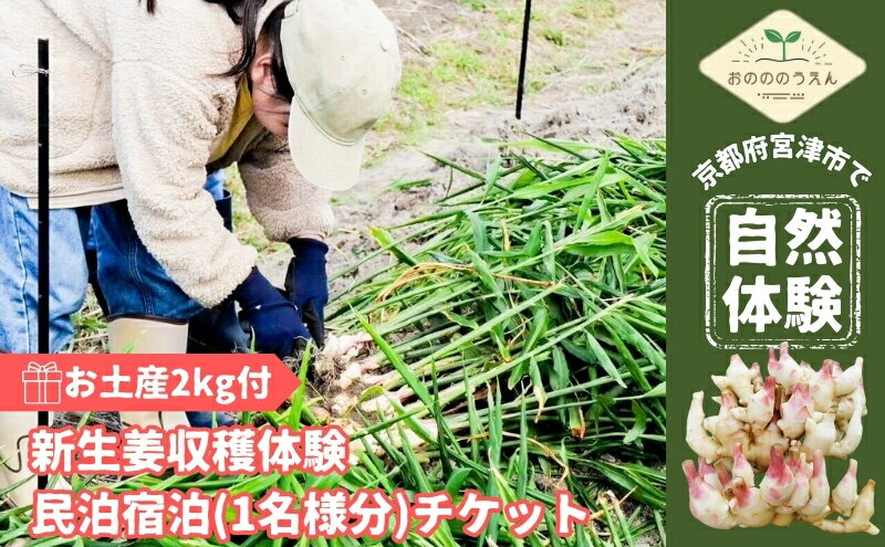 【ふるさと納税】京都府産　お土産付き生姜収穫体験 新生姜お土産2kg付＋民泊宿泊(1名様分)チケット　【宮津市】 2