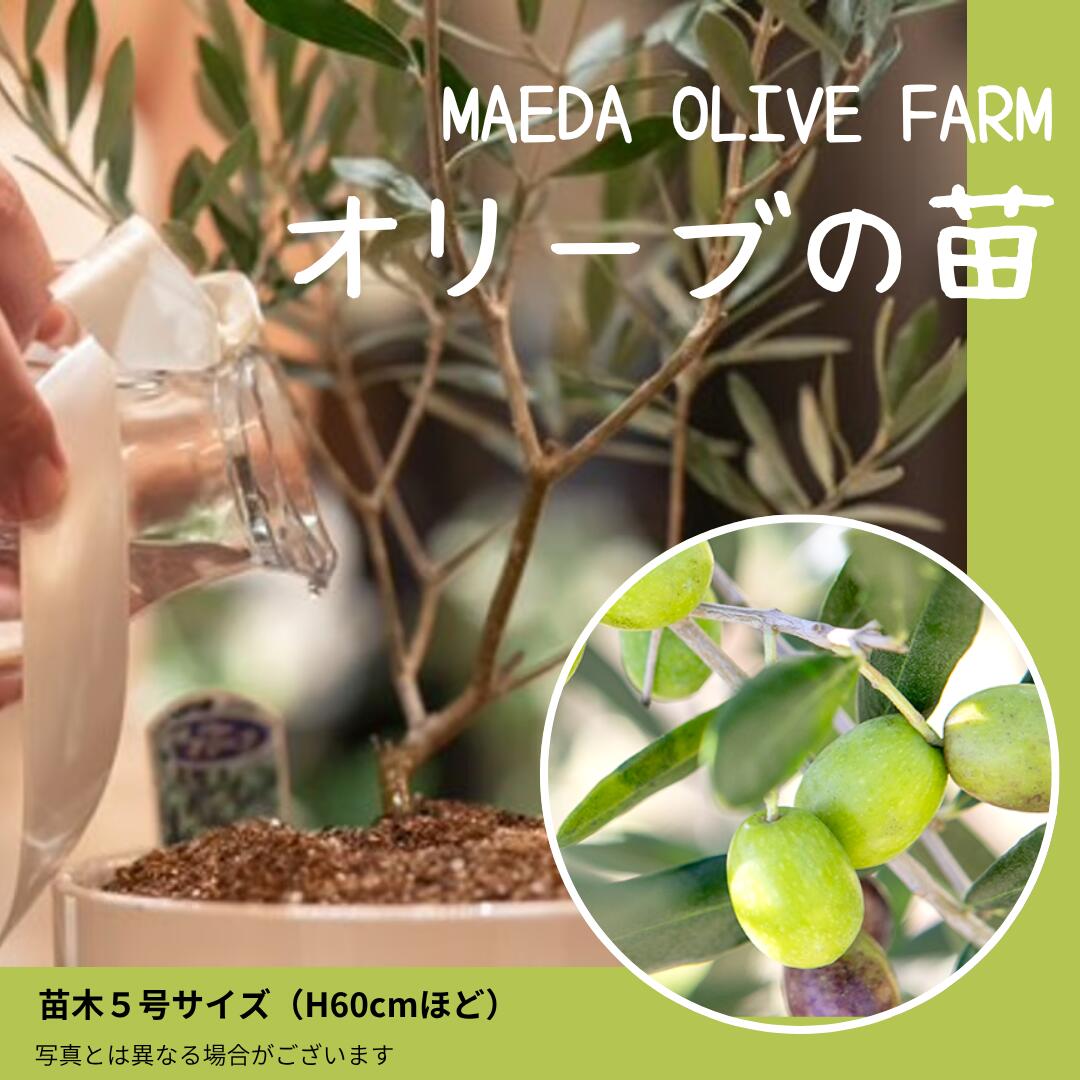 オリーブの苗木