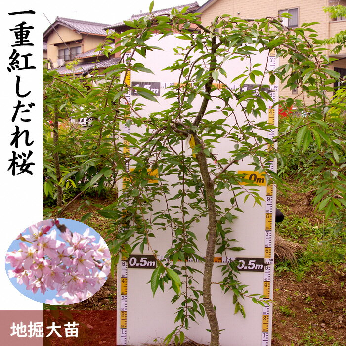 【ふるさと納税】農園直送◇ サクラ (桜) 一重紅しだれ桜[地掘苗]＜すだ農園＞※南関東、東海、関西、中国地方のみ配送可能（離島は不可）※2024年3月上旬～3月中旬頃に順次発送予定☆月間MVPふるさと納税賞 第1号（2020年10月）・SDGs未来都市亀岡