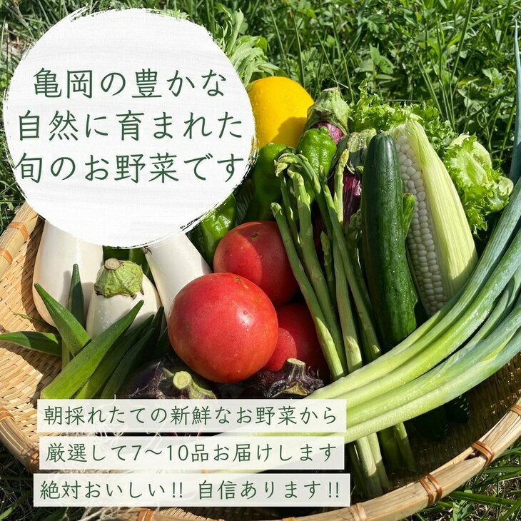 【ふるさと納税】訳あり 京都丹波産 新鮮 野菜定期便 6ヶ月（7～10品目）+ コシヒカリ 2kg （2ヶ月に1回） 佐伯の里の源流米 米 農家直送 朝採れ 亀岡 家計応援 生活応援※北海道・沖縄・離島への配送不可