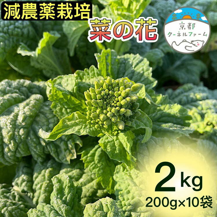 [来シーズン予約]菜の花 2kg(200g×10パック)京都府産[京都クーネルファーム]減農薬栽培※着日指定不可※2024年12月中旬〜2025年1月下旬頃に順次発送予定