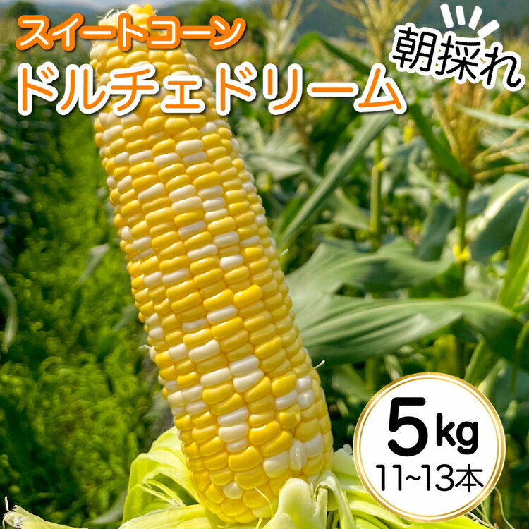 【ふるさと納税】朝採れ とうもろこし 5kg スイートコーン ドルチェドリーム 甘い 早朝収穫 アグリにのうみ 京都 亀岡 農家直送 2024年産 先行予約 着日指定不可 北海道・沖縄・離島への配送不…