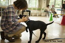 【ふるさと納税】盲導犬訓練支援寄付〜「行きたい場所に、安心し