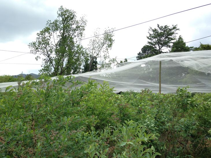 【ふるさと納税】【先行予約】＜すだ農園＞栽培期間中農薬不使用 朝摘み ブルーベリー 生果実 600g ≪果実 新鮮フルーツ≫ ※北海道・沖縄・離島への発送不可 ※2024年7月上旬～8月中旬頃に順次発送予定☆月間MVPふるさと納税賞 第1号（2020年10月）・SDGs未来都市亀岡 3