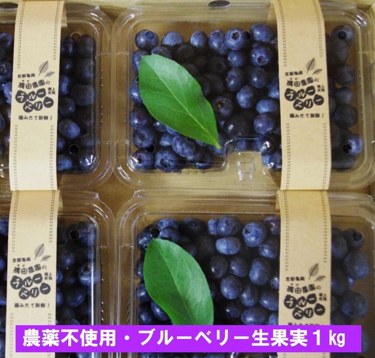 【ふるさと納税】【先行予約】＜すだ農園＞栽培期間中農薬不使用 朝摘み ブルーベリー 生果実 1kg ≪旬 果実 新鮮 フルーツ≫※北海道・沖縄・離島への発送不可※7月初旬ごろから順次発送予定☆月間MVPふるさと納税賞 第1号（2020年10月）・SDGs未来都市亀岡のサムネイル