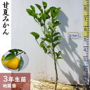 【ふるさと納税】<すだ農園>3年生苗◇柑橘類 甘夏みかん[地...