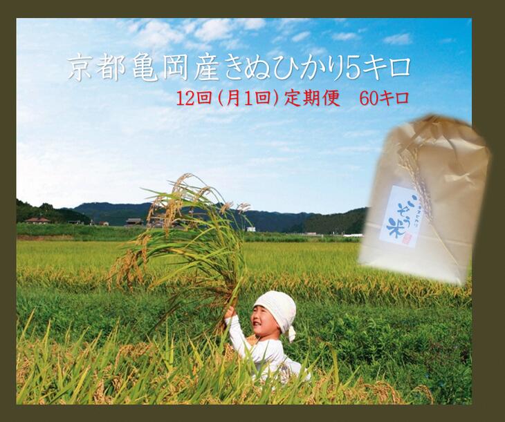 【ふるさと納税】【緊急支援品】【12回定期便】京都 亀岡産 きぬひかり 「こぞう米」 5kg × 12ヶ月 合計60kg 毎月お届け《米 訳あり コロナ支援 令和5年産》※北海道・沖縄・離島への配送不可