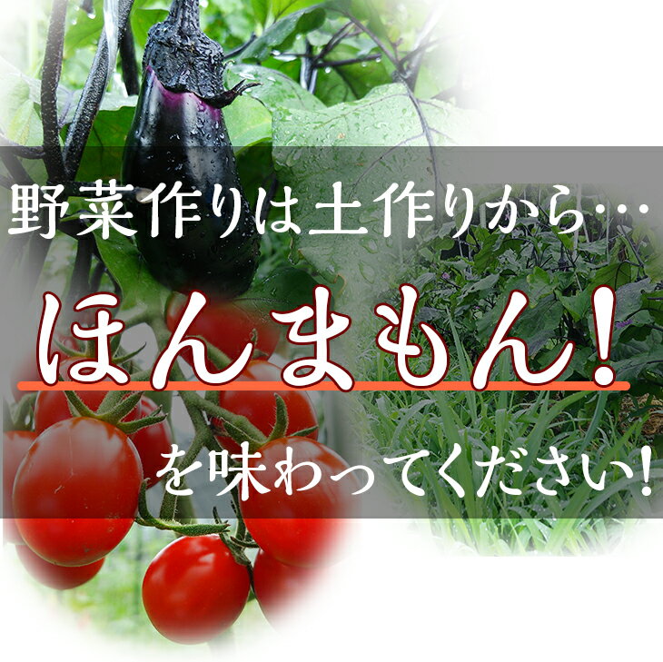 【ふるさと納税】《アスカ有機農園》旬の京野菜セットS≪野菜 やさい 京都 京野菜 セット 詰め合わせ 無農薬 有機 有機栽培 有機野菜 旬 新鮮 冷蔵 直送 ふるさと納税野菜≫☆月間MVPふるさと納税賞 第1号（2020年10月）・SDGs未来都市亀岡