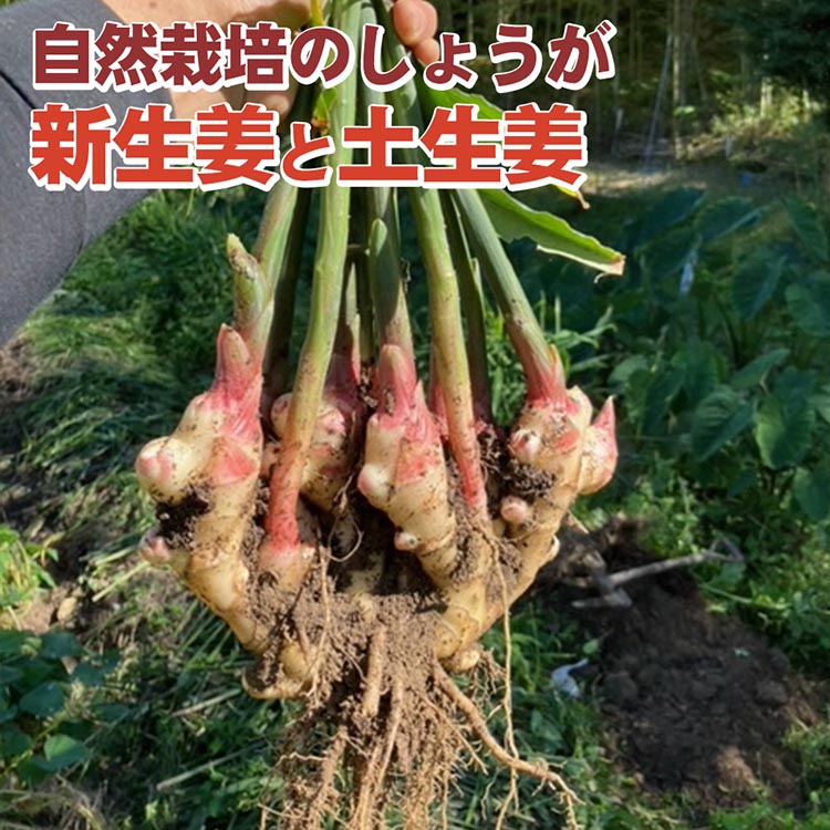 ＼選べる内容量/[期間限定]自然栽培のしょうが 2kg 4kg 新生姜と土生姜 京都 亀岡産 かたもとオーガニックファームよりお届け[生姜 野菜 産地直送 国産 健康 食品] ※離島への配送不可