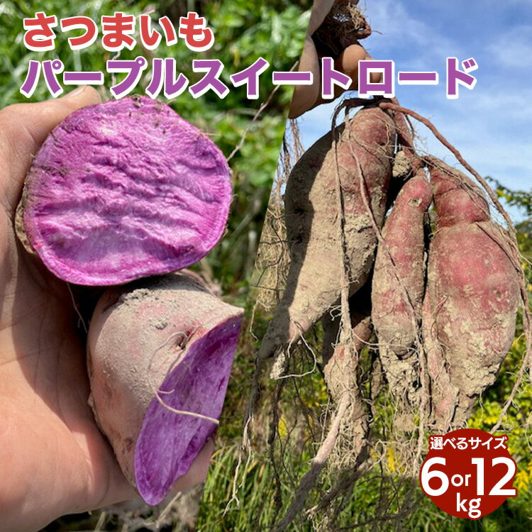 ＼選べる内容量/[期間限定]自然栽培 紫芋 さつまいも 6kg /12kg パープルスイートロード 京都 亀岡産 かたもとオーガニックファームよりお届け[サツマイモ 野菜 産地直送 国産 スイーツ] ※離島への配送不可