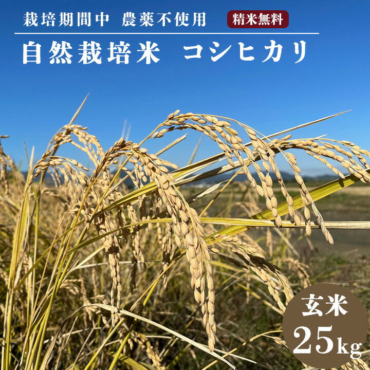 自然栽培米 コシヒカリ 玄米 25kg　京都府・亀岡産 令和6年産 栽培期間中農薬不使用 亀岡オーガニックアクションがお届け※離島への配送不可※2024年11月以降順次発送予定☆月間MVPふるさと納税賞 第1号（2020年10月）