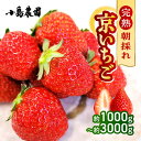 【ふるさと納税】【数量限定】高級 京いちご 選べる 内容量 約1000g～3000g（250g 4パック/8パック/12パック）【紅ほっぺ おいCベリー スターナイトから厳選してお届け】訳あり 完熟 朝採れ※離島への配送不可※2024年2月上旬～5月下旬頃に順次発送予定