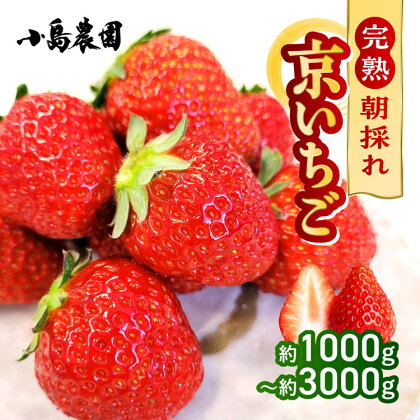 【数量限定】高級 京いちご 選べる 内容量 約1000g～3000g（250g 4パック/8パック/12パック）【紅ほっぺ おいCベリー スターナイトから厳選してお届け】訳あり 完熟 朝採れ※離島への配送不可※2024年2月上旬～5月下旬頃に順次発送予定