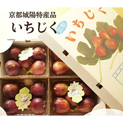 京都府城陽特産品 新鮮朝採りいちじく 4パック入り チルドお届け 1パック4個から6個入り【配送不可地域：離島・北海道・沖縄県・東北】【1778682】