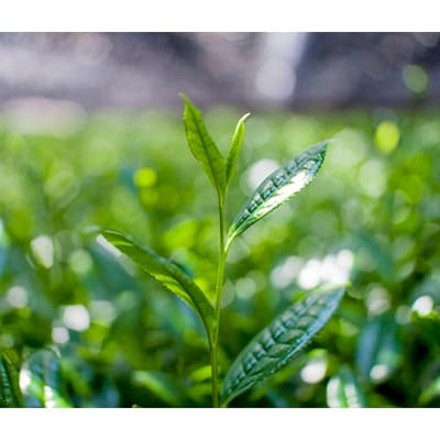 �ڤդ뤵��Ǽ�ǡ۵����� ¹������:���꡼��ƥ���+����Τ�����ߤ���٥��å�(���㡦���㡦�ե졼�С��ƥ���)��1061711��