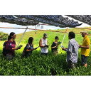 【ふるさと納税】Magouemon Tour 英語通訳ガイド付(抹茶の茶園・工場見学とほんず抹茶体験ツアー)1名様分【1071304】