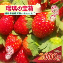 【ふるさと納税】 【植物系有機肥料のいちご】 瑠璃の宝箱 いちご 選べる 内容量 500g 1000g 2000g 《2026年3月~5月発送》 先行受付 有機 イチゴ 苺 オーガニックイチゴ ストロベリー フルーツ ケーキ デザート 果物 国産 ブランド 新鮮 産地直送 京都 八幡市 かみむら農園