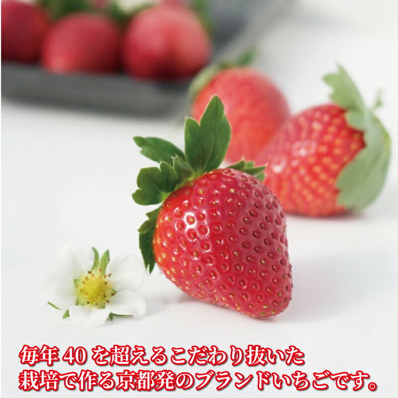 【ふるさと納税】 先行受付 ブランドいちご 京の雫 選べる 内容量 520g 900g 《2025年12月～2026年5月発送》 イチゴ 苺 フルーツ くだもの 果物 デザート ケーキ ジャム デザート いちご おやつ 甘い 糖度 産地直送 人気 おすすめ 京都 八幡 京都府 八幡市 渋谷農園