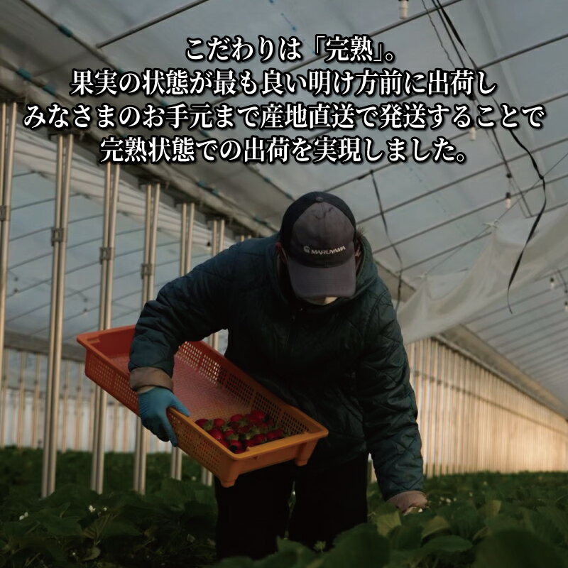 【ふるさと納税】 先行受付 ブランドいちご 京の雫 選べる 内容量 520g 900g 《2025年12月～2026年5月発送》 イチゴ 苺 フルーツ くだもの 果物 デザート ケーキ ジャム デザート いちご おやつ 甘い 糖度 産地直送 人気 おすすめ 京都 八幡 京都府 八幡市 渋谷農園