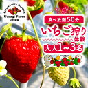 【ふるさと納税】 【2026年1月~発送】 上杉農園のいちご狩り 選べる人数 大人 1人 2人 3人 利用券 50分食べ放題 いちご狩り いちご イチゴ 苺 章姫 紅ほっぺ スターナイト よつぼし チケット 体験 観光 旅行 家族 デート ペア フルーツ 果物 京都 八幡 八幡市 上杉農園