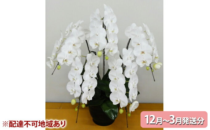 京都府京田辺市花束 切花5本 ふるさと納税 花 観葉植物 12月 3月発送分 胡蝶蘭5本 北海道 東北地方配送不可 プレゼント お届け 21年12月1日 22年3月31日 京都府京田辺市
