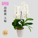 【ふるさと納税】【4月〜11月発送分】胡蝶蘭大輪 2本 花 お届け:4月1日〜11月30日