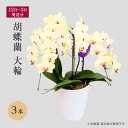 【ふるさと納税】【12月〜3月発送分】胡蝶蘭大輪 3本 【北海道・東北地方配送不可】 プレゼント お届け:12月1日〜3月31日