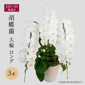 【ふるさと納税】【12月~3月発送分】胡蝶蘭大輪 ロング 3本 【北海道・東北地方配送不可】 プレゼント お届け:12月1日~3月31日