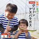 【ふるさと納税】旨味と太さがこだわり!京都府産グリーンアスパラガス 野菜 鮮度バツグン 2Lサイズ お届け:2025年5月上旬~7月末日まで