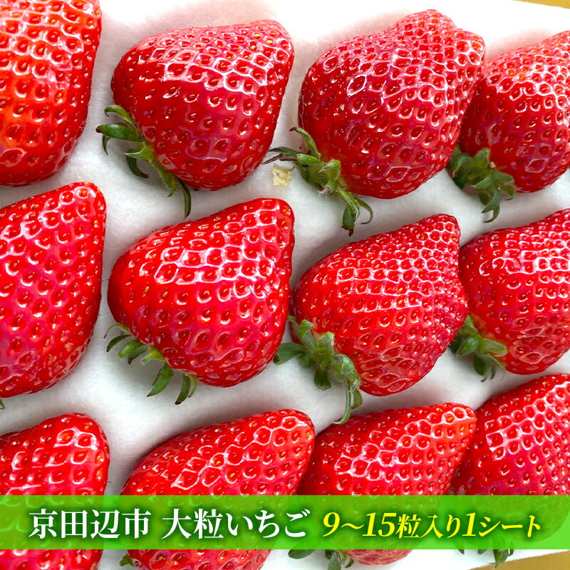 大粒いちご [ 果物 フルーツ デザート おやつ 旬の果物 旬のフルーツ ストロベリー 国産 日本産 ] お届け:2025年3月末まで