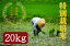 【ふるさと納税】【定期便】特別栽培米京丹後コシヒカリ 20kg【年間お届け】月1回×12か月 お米 米 こめ 精米 コシヒカリ こしひかり 20 12回 合計 240 低温精米 もっちり つやつや