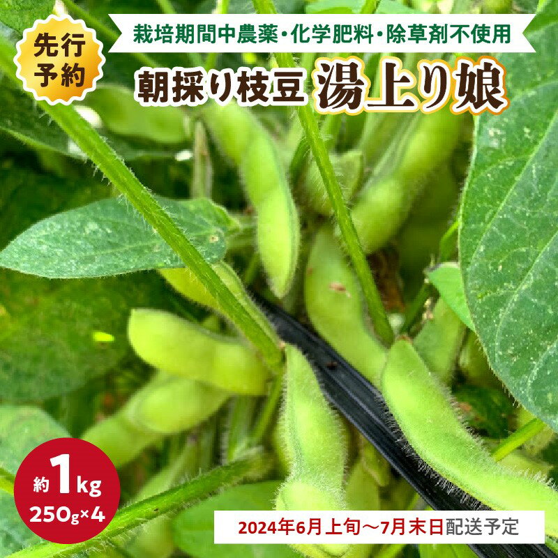 【ふるさと納税】【先行予約／数量限定100】朝採り枝豆（湯上り娘）1kg（栽培期間中農薬・化学肥料不使用）（2024年6月上旬～発送） おつまみ 生産者応援 農家応援 京都産 送料無料