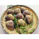 【ふるさと納税】畜養活はまぐり 1kg 1.5kg 2kg 3kg 4kg 選べる 内容量 蛤 魚介類 魚貝 殻付 貝 海鮮 新鮮 貝類 ふるさと納税 はまぐり ふるさと納税 ハマグリ ふるさと納税 蛤 肉厚 酒蒸し お吸い物 炊き込みご飯 バーベキュー BBQ 生産者応援 送料無料