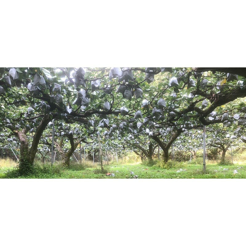 【ふるさと納税】残りわずか【先行予約／数量限定20】晩三吉梨 優品 5kg（8～16玉入り）（2026年1月上旬～発送）果物 梨 国産 晩三吉梨 5kg 先行予約 ふるさと納税 フルーツ ふるさと納税 なし ふるさと 納税 訳あり 規格外 ふるさと 納税 フルーツ くだもの 果物 農家直送