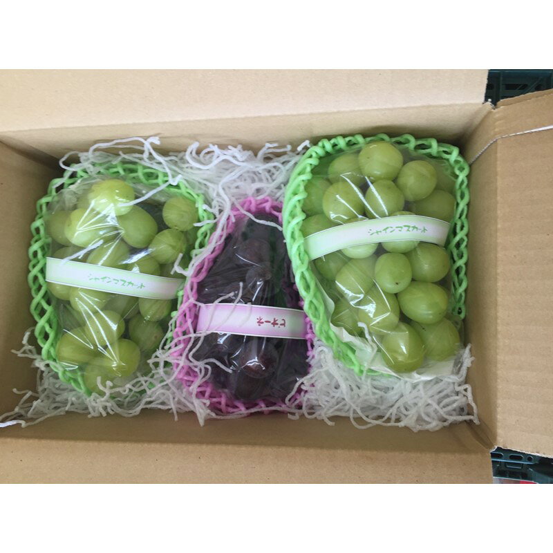【ふるさと納税】【先行予約／数量限定100】葡萄詰め合わせ 1.2kg（2～3房入り）（2026年8月下旬～10月下旬） 果物 フルーツ ぶどう マスカット 2種類 おまかせ セレクト 旬 ふるさと納税 フルーツ ふるさと納税 ぶどう ブドウ 詰め合わせ 巨峰種 f262129-kyotango-10003366 京都府京丹後市 サンプル画像2