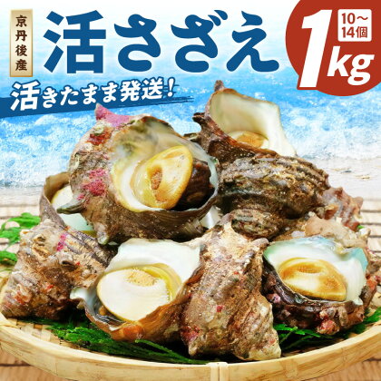 【北畿水産　活きたまま発送】京丹後産さざえ1kg（10個から14個） 貝類 魚介類 さざえ サザエ 1 京丹後産 活サザエ お刺身 刺身 さしみ 美味しい 壺焼き