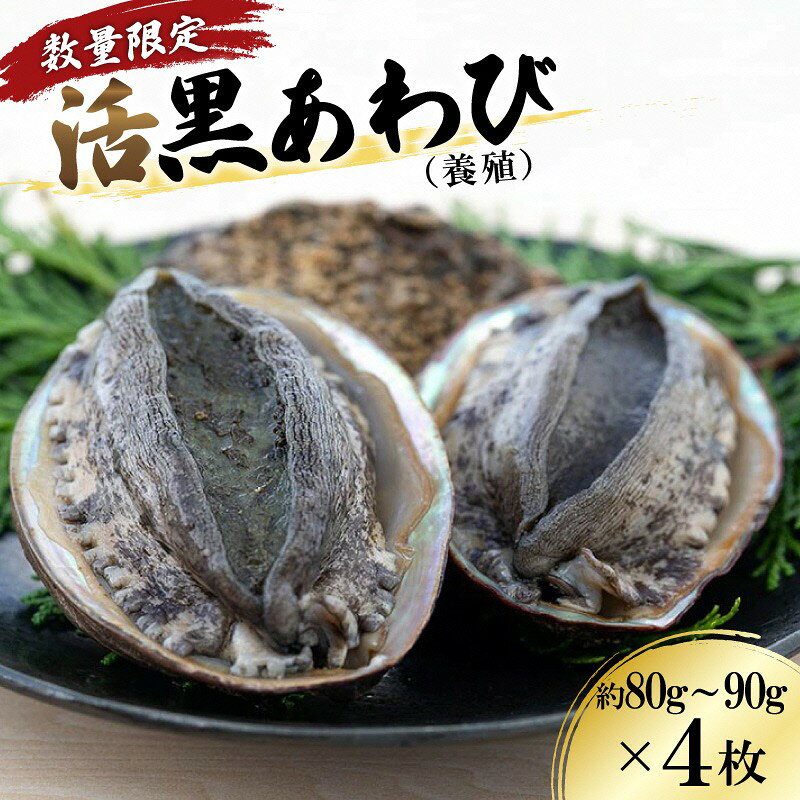 【数量限定】活黒あわび（養殖） 約80g～90g×4枚 海鮮 魚介 魚介類 鮑 あわび 黒鮑 黒あわび 身厚 厳選 柔らかい アワビ 鮑 黒アワビ 国産 京都 丹後 京丹後 養殖 日本海 肉厚 養殖あわび コリコリ やわらか 刺身 活あわび 高級食材 送料無料