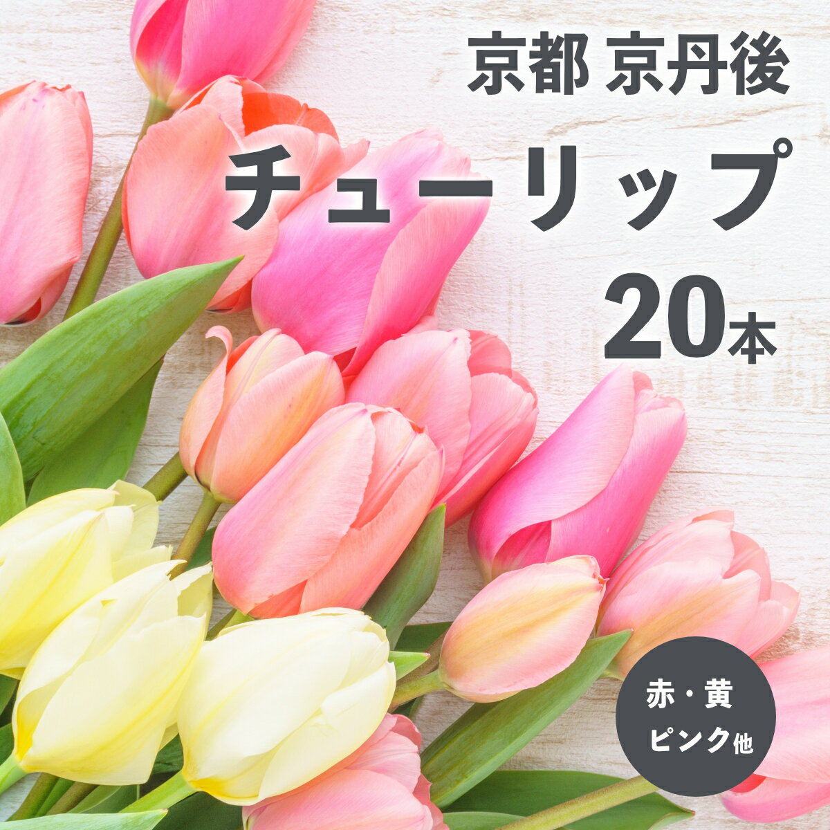 【ふるさと納税】【先行予約】京丹後チューリップ　色お任せ20本（2024年2月〜発送）　お花 花 ちゅーりっぷ 春 インテリア ガーデニング 自宅用 贈答用 ギフト プレゼント 贈り物 生産者応援 農家応援 京都産 送料無料