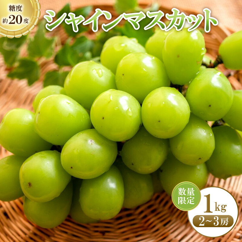 注文後すぐにお届け／残りわずか／【数量限定】シャインマスカット 1kg（2024年9月上旬～発送） ふるさと納税 シャインマスカット しゃいんますかっと ふるさと納税 ぶどう ブドウ 葡萄 ふるさと納税 先行予約 ふるさと納税 フルーツ くだもの 果物 先行申込