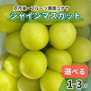 【ふるさと納税】残りわずか【先行予約/数量限定50】シャインマスカット 700g以上 1.2kg以上 1.6kg以上 1房 2房 3房(2025年9月上旬~10月中旬発送) 選べる 内容量 フルーツ デザート 果物 旬 ぶどう マスカット ふるさと納税 果物 ふるさと納税 シャインマスカット