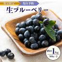 【ふるさと納税】【先行予約/数量限定20】【訳あり】無選別 生ブルーベリー500g×2(2026年7月上旬〜発送) 生 ぶるーべりー フルーツ 果物 アントシア...