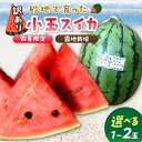 【ふるさと納税】【先行予約/数量限定100】にしまるスイカ 訳あり (露地栽培)(2025年7月中旬から発送)1玉 2玉 選べる フルーツ 果物 数量限定 にし...